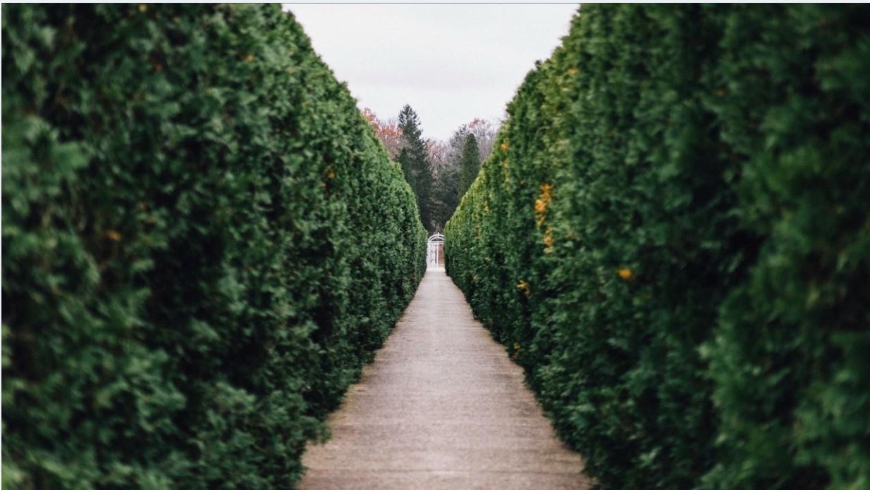 A path between two tall, dense hedges — Data Hedges that start as intentional boundaries and grow into silos.